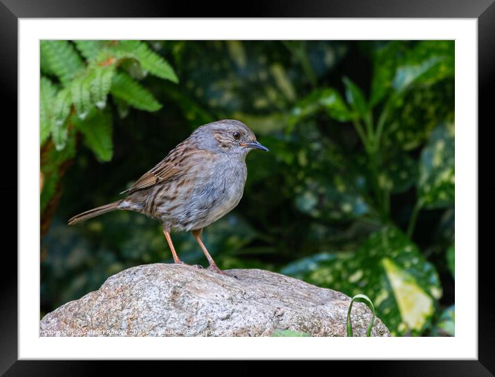 Dunnock Framed Mounted Print by Adrian Rowley