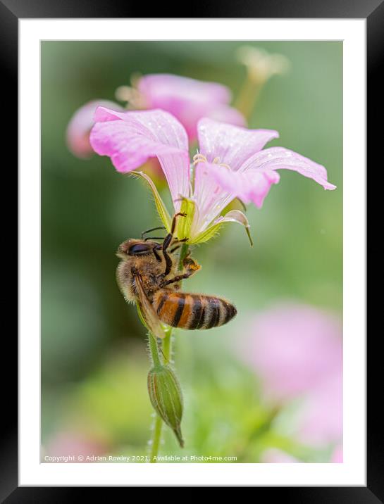 The Pollinator Framed Mounted Print by Adrian Rowley