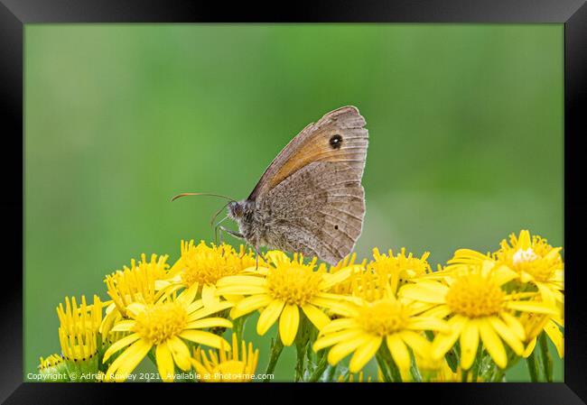 Meadow Brown Butterfly Framed Print by Adrian Rowley