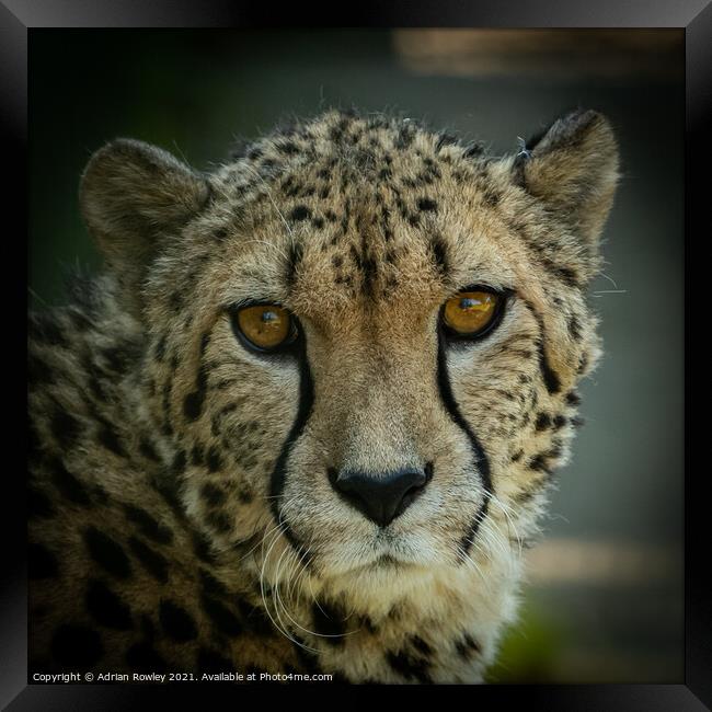 Cheetah Framed Print by Adrian Rowley
