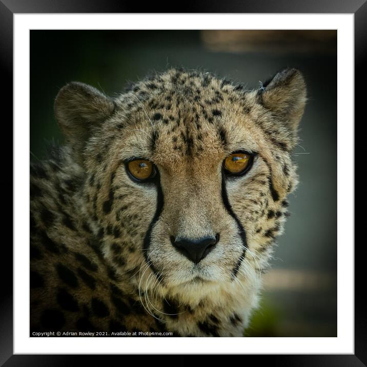 Cheetah Framed Mounted Print by Adrian Rowley
