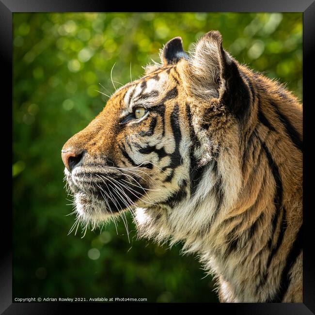 Nias the Sumatran Tiger in portrait Framed Print by Adrian Rowley