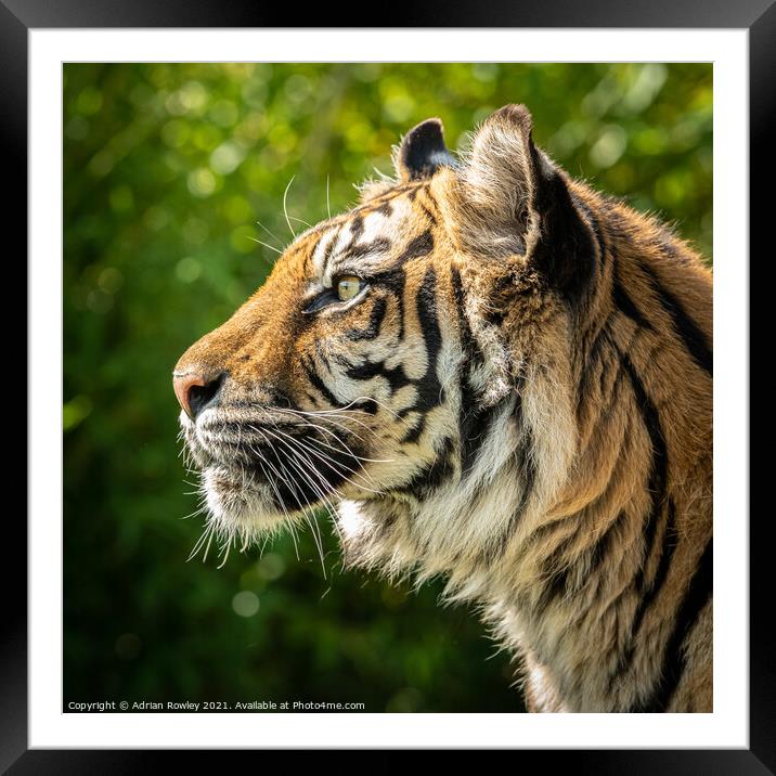 Nias the Sumatran Tiger in portrait Framed Mounted Print by Adrian Rowley