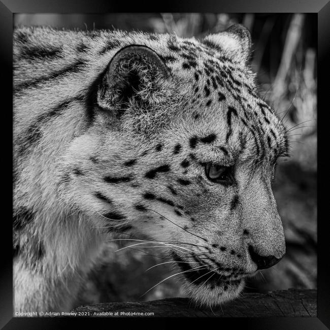 Snow Leopard Framed Print by Adrian Rowley