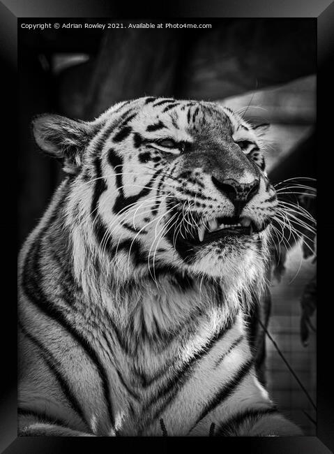 Sumatran Tiger in monochrome Framed Print by Adrian Rowley