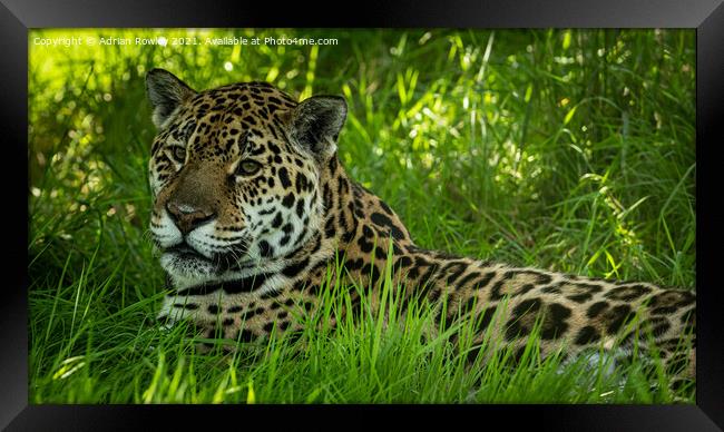 Jaguar Framed Print by Adrian Rowley