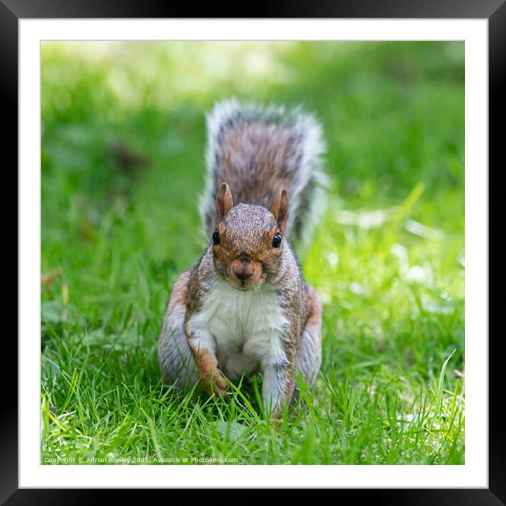 A squirrel face off Framed Mounted Print by Adrian Rowley