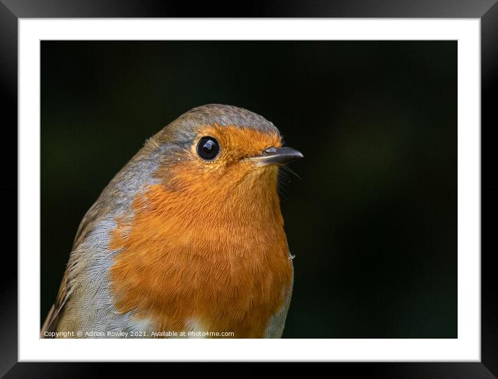 Robin Portrait Framed Mounted Print by Adrian Rowley