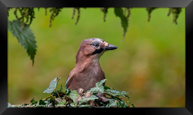 Autumn Jay Framed Print by Adrian Rowley