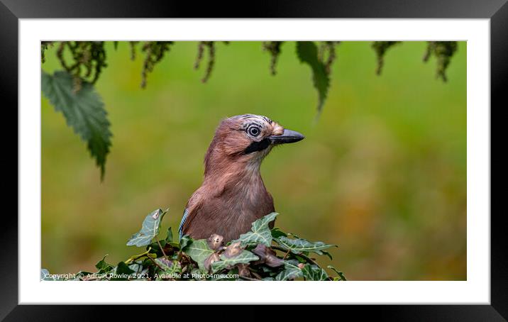 Autumn Jay Framed Mounted Print by Adrian Rowley