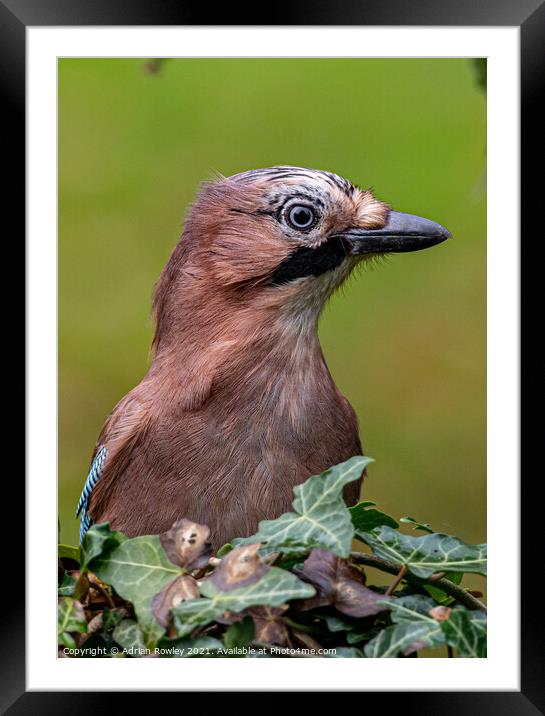 Autumn Jay Framed Mounted Print by Adrian Rowley
