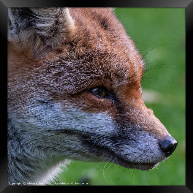 Red Fox Framed Print by Adrian Rowley