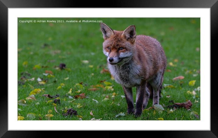 Red Fox Framed Mounted Print by Adrian Rowley