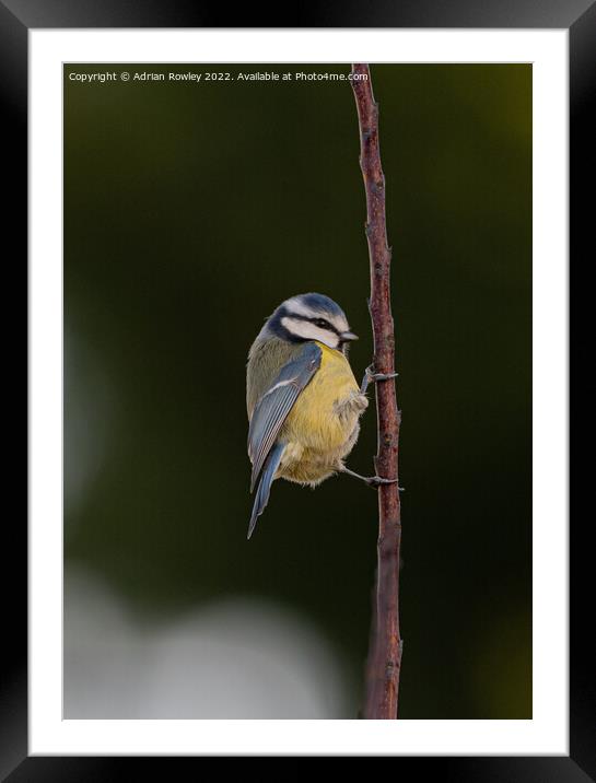 Blue Tit Framed Mounted Print by Adrian Rowley