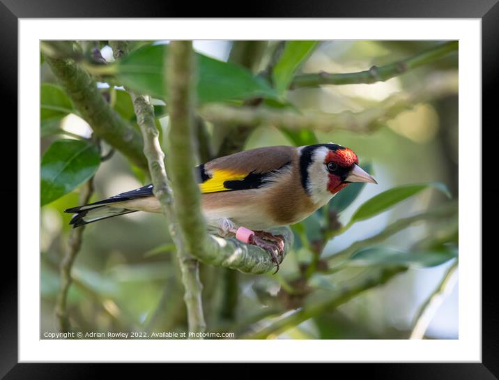 Goldfinch in Holy Framed Mounted Print by Adrian Rowley