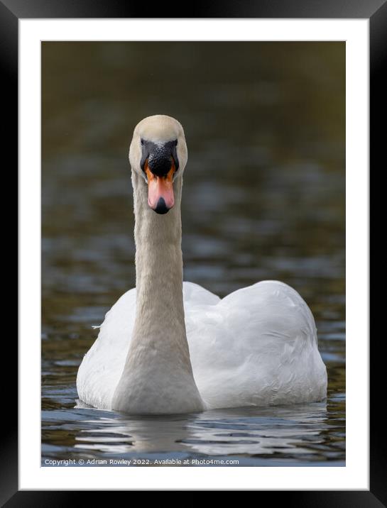Mute Swan Portrait Framed Mounted Print by Adrian Rowley