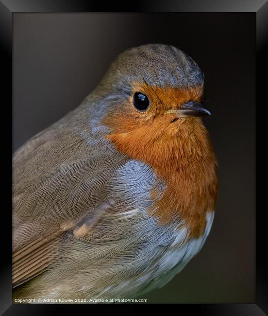 Portrait of a Robin Framed Print by Adrian Rowley