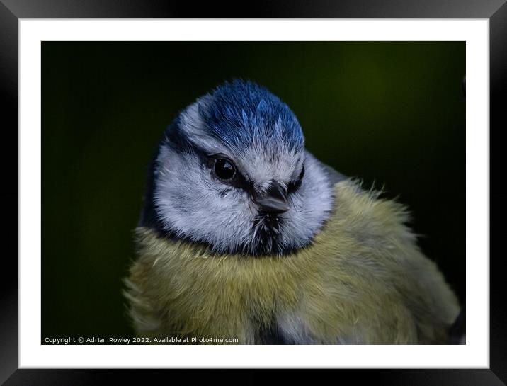 Blue Tit in Portrait Framed Mounted Print by Adrian Rowley