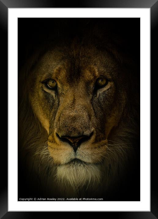 The Regal Pride Framed Mounted Print by Adrian Rowley