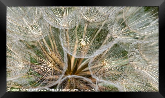 Dandelion close up and macro shot Framed Print by Adrian Rowley