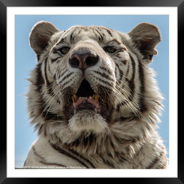 White Tiger Framed Mounted Print by Adrian Rowley
