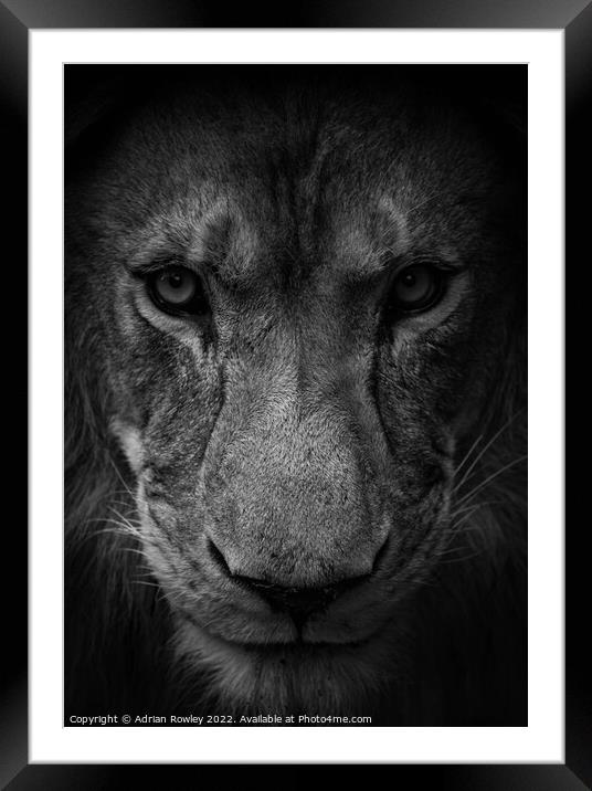 Male lion in monochrome Framed Mounted Print by Adrian Rowley