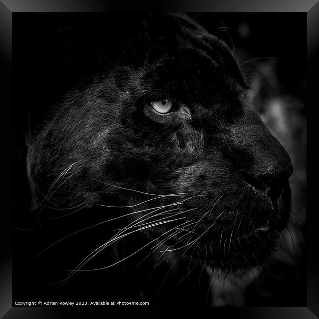 The Elusive Black Jaguar Framed Print by Adrian Rowley