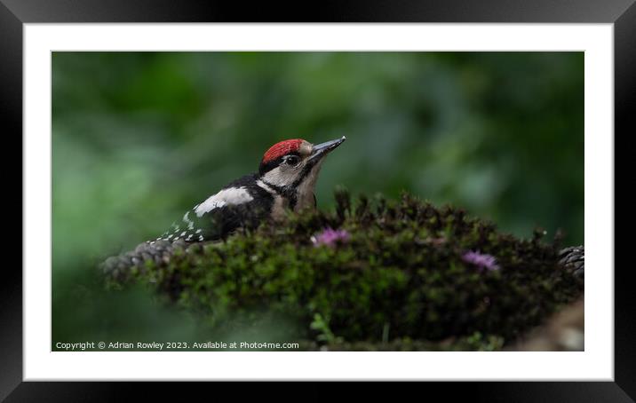 Serene Woodpecker in Natural Habitat Framed Mounted Print by Adrian Rowley