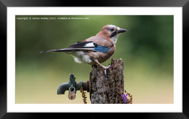 The magnificent Jay Framed Mounted Print by Adrian Rowley