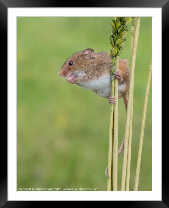 Harvest Mice balancing act Framed Mounted Print by Adrian Rowley