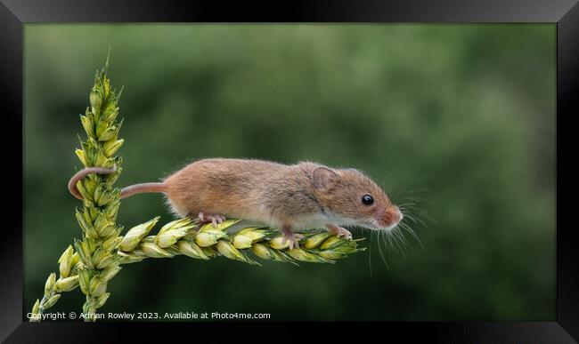 Harvest Mouse on a stem of Barley Framed Print by Adrian Rowley