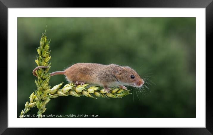 Harvest Mouse on a stem of Barley Framed Mounted Print by Adrian Rowley