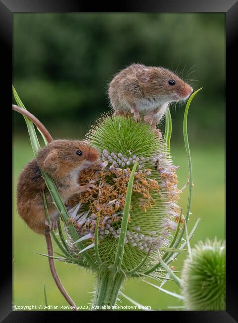 Harvest Mice on Teasel lookout Framed Print by Adrian Rowley