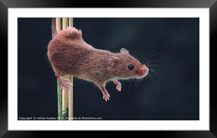 The acrobatic harvest mouse Framed Mounted Print by Adrian Rowley