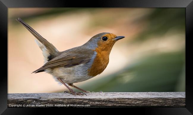 European Robin Framed Print by Adrian Rowley