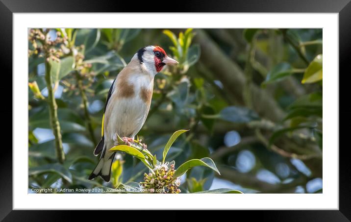 Goldfinch Framed Mounted Print by Adrian Rowley