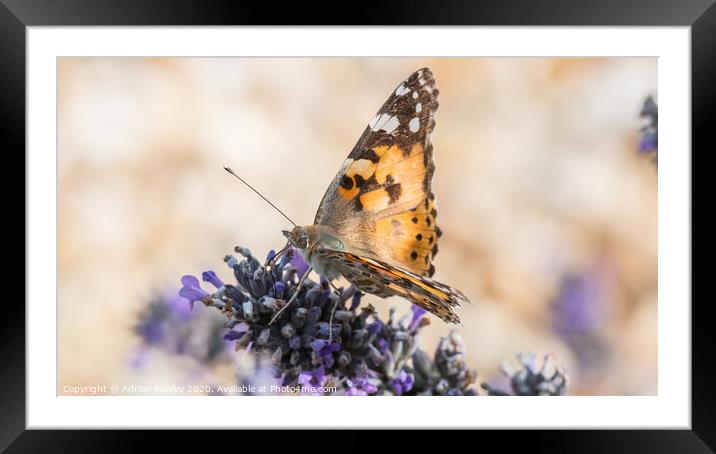 The Painted Lady Framed Mounted Print by Adrian Rowley