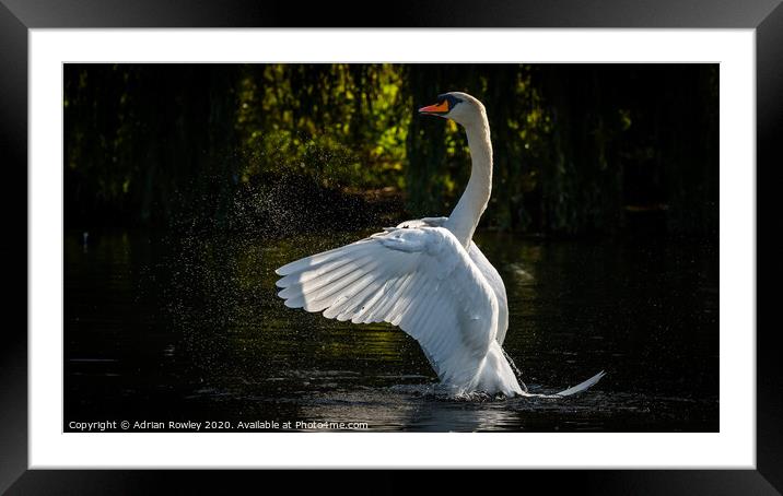 Mute Swan Bathing Framed Mounted Print by Adrian Rowley