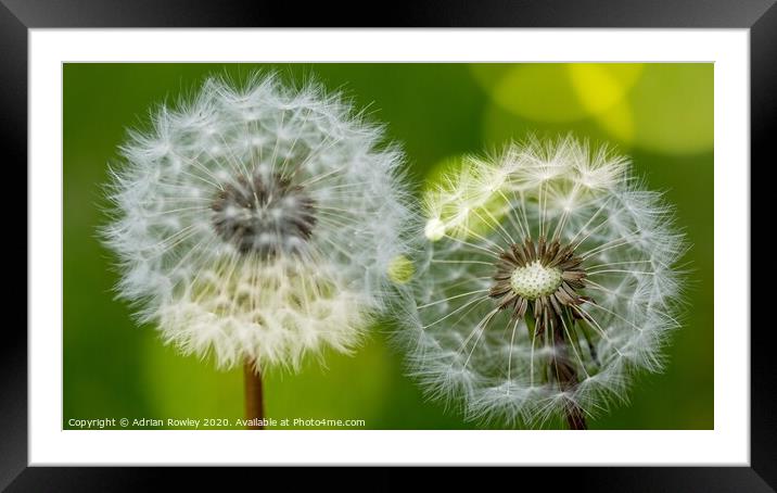 Dandelion light flares Framed Mounted Print by Adrian Rowley