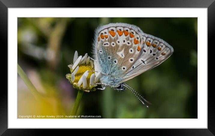 Common Blue Framed Mounted Print by Adrian Rowley
