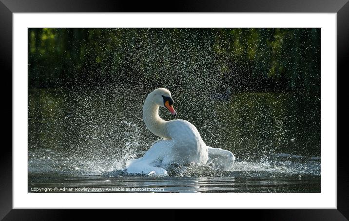 Mute Swan Bathing in Foots Cray Meadows, Kent  Framed Mounted Print by Adrian Rowley