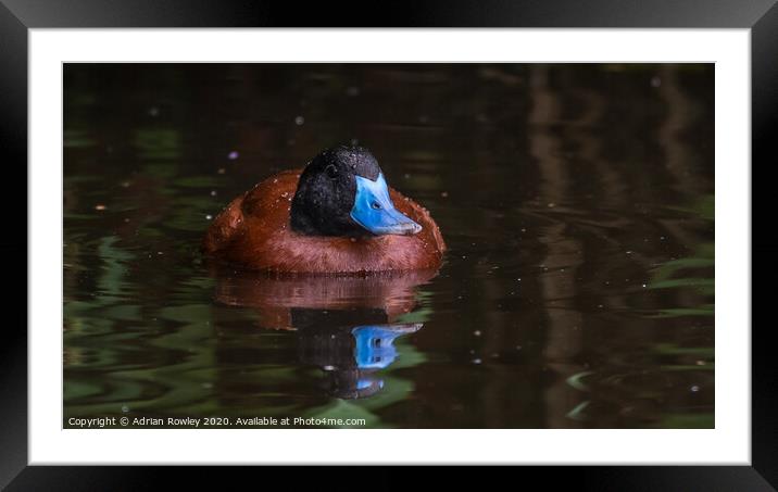 Ruddy Duck Framed Mounted Print by Adrian Rowley