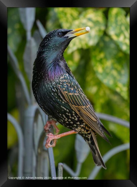 Starling Colours Framed Print by Adrian Rowley