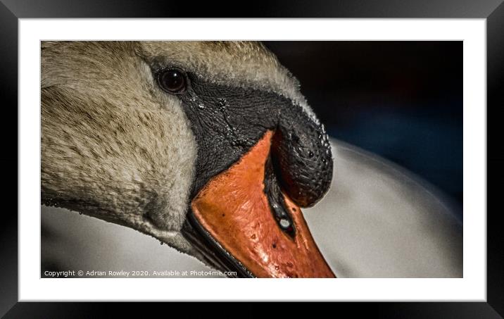 Mute Swan close-up in Hyde Park, London Framed Mounted Print by Adrian Rowley