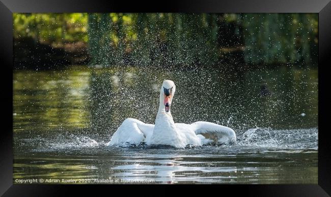 Mute Swan Bathing in Foots Cray Meadows, Kent  Framed Print by Adrian Rowley