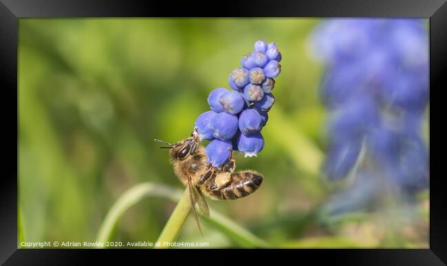 Leaf Cutter Bee Framed Print by Adrian Rowley