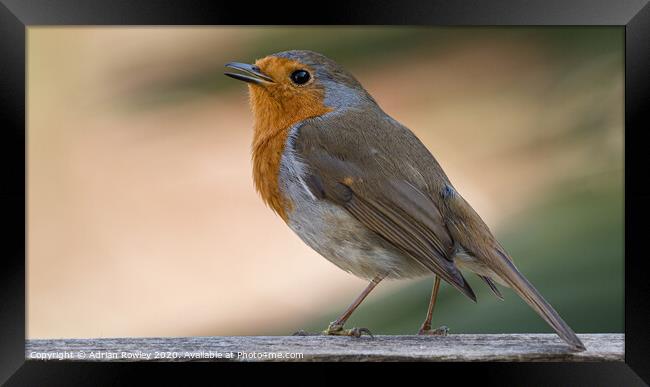 Christmas Robin Framed Print by Adrian Rowley