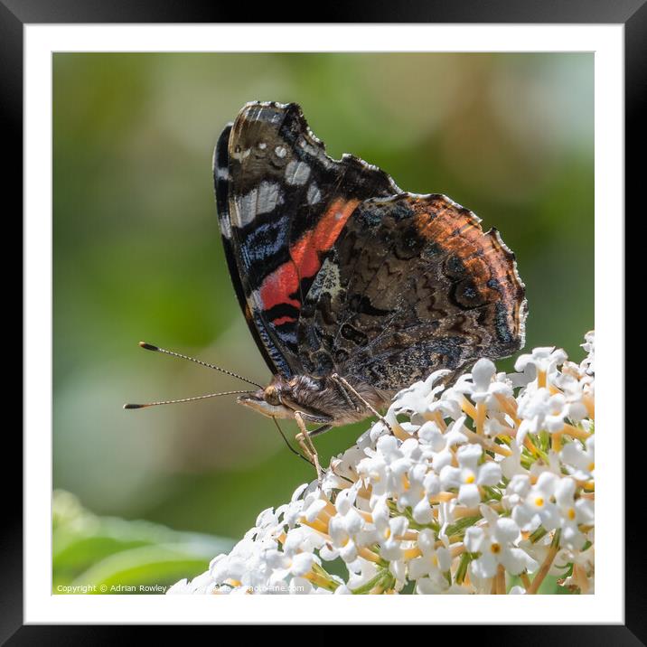 The Red Admiral Framed Mounted Print by Adrian Rowley