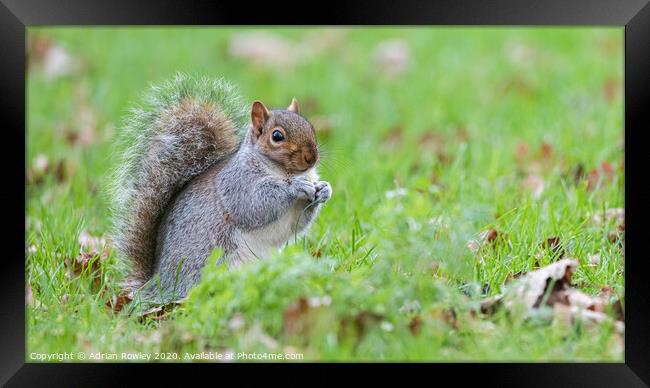 Kent's Playful Grey Squirrel  Framed Print by Adrian Rowley