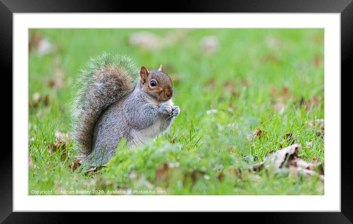 Kent's Playful Grey Squirrel  Framed Mounted Print by Adrian Rowley